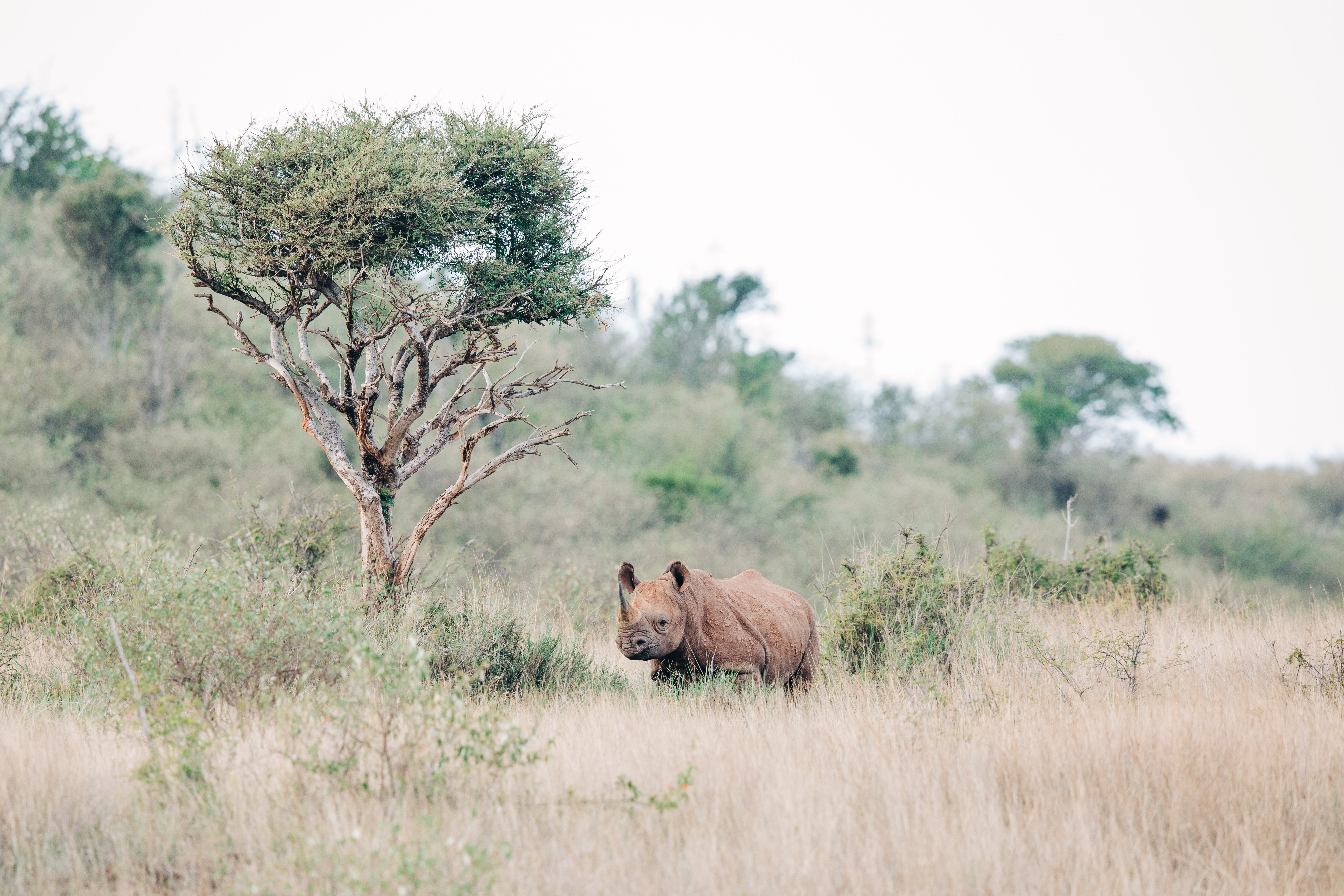 Tom Silvester Rewilds Kenya Through Conscious Leadership